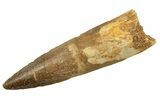 Fossil Spinosaurus Tooth - Real Dinosaur Tooth #258944-1